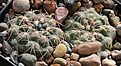 Нажмите на изображение для увеличения.

Название:	Gymnocalycium_spec_VG08-463.jpg
Просмотров:	230
Размер:	228.8 Кб
ID:	331672