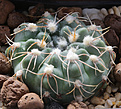 Нажмите на изображение для увеличения.

Название:	Gymnocalycium_spec_VG286.jpg
Просмотров:	256
Размер:	207.0 Кб
ID:	331673