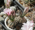 Нажмите на изображение для увеличения.

Название:	Gymnocalycium_bruchii_GN04-531.jpg
Просмотров:	250
Размер:	189.8 Кб
ID:	331696