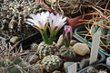 Нажмите на изображение для увеличения.

Название:	Gymnocalycium_bruchii_v.lacumbresitense_VG1160.jpg
Просмотров:	250
Размер:	220.7 Кб
ID:	331697