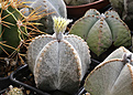 Нажмите на изображение для увеличения.

Название:	Astrophytum_myriostigma.jpg
Просмотров:	151
Размер:	191.0 Кб
ID:	331710