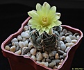Нажмите на изображение для увеличения.

Название:	Gymnocalycium andreae.jpg
Просмотров:	184
Размер:	125.3 Кб
ID:	331712
