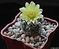 Нажмите на изображение для увеличения.

Название:	Gymnocalycium andreae.jpg
Просмотров:	168
Размер:	125.3 Кб
ID:	331712