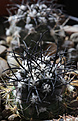 Нажмите на изображение для увеличения.

Название:	Copiapoa_griseoviolacea_PV2383.jpg
Просмотров:	134
Размер:	191.6 Кб
ID:	331719
