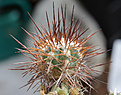 Нажмите на изображение для увеличения.

Название:	Copiapoa_chanaralensis_WM109.jpg
Просмотров:	153
Размер:	196.1 Кб
ID:	331748