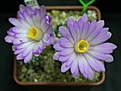 Нажмите на изображение для увеличения.

Название:	IMG_56821.jpg
Просмотров:	124
Размер:	49.5 Кб
ID:	331756