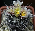 Нажмите на изображение для увеличения.

Название:	IMG_56881.jpg
Просмотров:	119
Размер:	62.6 Кб
ID:	331760