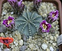Нажмите на изображение для увеличения.

Название:	IMG_56951.jpg
Просмотров:	126
Размер:	65.2 Кб
ID:	331764