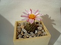 Нажмите на изображение для увеличения.

Название:	Pediocactus.JPG
Просмотров:	205
Размер:	36.7 Кб
ID:	331779