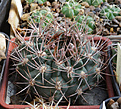 Нажмите на изображение для увеличения.

Название:	Gymnocalycium_neuhuberii_LB289.jpg
Просмотров:	141
Размер:	211.7 Кб
ID:	331783