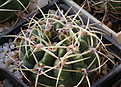 Нажмите на изображение для увеличения.

Название:	Gymnocalycium_monvillei_v.coloratum_GN96-318a-.jpg
Просмотров:	150
Размер:	199.8 Кб
ID:	331784