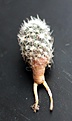 Нажмите на изображение для увеличения.

Название:	Sclerocactus pubispinus RP129_4.12_roots1.jpg
Просмотров:	358
Размер:	58.4 Кб
ID:	331791