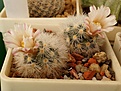 Нажмите на изображение для увеличения.

Название:	Mammillaria_carmenae.JPG
Просмотров:	193
Размер:	195.5 Кб
ID:	331805