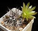 Нажмите на изображение для увеличения.

Название:	Echinocereus_viridiflorus_davisii_SB426_190_8.JPG
Просмотров:	173
Размер:	183.5 Кб
ID:	331809