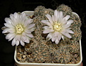 Нажмите на изображение для увеличения.

Название:	Gymnocalycium_bruchii_025_4.JPG
Просмотров:	165
Размер:	188.0 Кб
ID:	331810