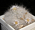Нажмите на изображение для увеличения.

Название:	Mammillaria_glassii_LX293_557_4.JPG
Просмотров:	189
Размер:	194.9 Кб
ID:	331812