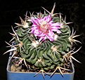 Нажмите на изображение для увеличения.

Название:	Stenocactus_gladiatus_097.JPG
Просмотров:	192
Размер:	216.8 Кб
ID:	331813