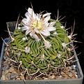 Нажмите на изображение для увеличения.

Название:	Stenocactus_multicostatus_407_2.JPG
Просмотров:	173
Размер:	231.2 Кб
ID:	331814