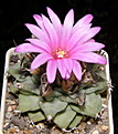 Нажмите на изображение для увеличения.

Название:	Turbinicarpus_alonsoi_223_9.JPG
Просмотров:	197
Размер:	202.7 Кб
ID:	331816