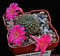 Нажмите на изображение для увеличения.

Название:	Rebutia violaciflora.jpg
Просмотров:	161
Размер:	154.4 Кб
ID:	331821