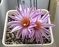 Нажмите на изображение для увеличения.

Название:	Turbinicarpus_pseudomacrochele_MZ583_6y_3.JPG
Просмотров:	156
Размер:	107.6 Кб
ID:	331828