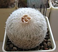 Нажмите на изображение для увеличения.

Название:	Epithelantha_micromeris_MK141_430_6y_1.JPG
Просмотров:	153
Размер:	137.1 Кб
ID:	331830