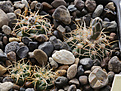 Нажмите на изображение для увеличения.

Название:	Gymnocalycium_mucidum_ovati_VG309.jpg
Просмотров:	235
Размер:	193.2 Кб
ID:	331845