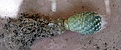 Нажмите на изображение для увеличения.

Название:	Pediocactus simpsoniiv.minor SB194_3y_gr_7.12.JPG
Просмотров:	324
Размер:	79.5 Кб
ID:	331848