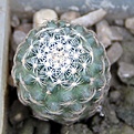Нажмите на изображение для увеличения.

Название:	Pediocactus simpsoniiv.minor SB194_9.12.jpg
Просмотров:	323
Размер:	115.9 Кб
ID:	331849