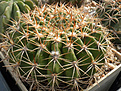 Нажмите на изображение для увеличения.

Название:	dd_echinopsis_mamillosa.jpg
Просмотров:	140
Размер:	146.4 Кб
ID:	331867