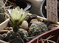 Нажмите на изображение для увеличения.

Название:	Gymnocalycium_andreae_ssp.pabloi_VG1176.jpg
Просмотров:	111
Размер:	186.2 Кб
ID:	331880