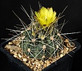 Нажмите на изображение для увеличения.

Название:	Gymnocalycium_andreae_VG274_IMG_0780.jpg
Просмотров:	174
Размер:	179.1 Кб
ID:	331885