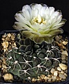 Нажмите на изображение для увеличения.

Название:	Gymnocalycium_uebelmannianum_WR141_IMG_0789.jpg
Просмотров:	167
Размер:	133.7 Кб
ID:	331886