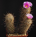 Нажмите на изображение для увеличения.

Название:	Thelocactus_hastifer_IMG_0746.jpg
Просмотров:	166
Размер:	159.0 Кб
ID:	331887