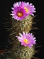 Нажмите на изображение для увеличения.

Название:	Thelocactus_hastifer_IMG_0750.jpg
Просмотров:	170
Размер:	172.5 Кб
ID:	331888