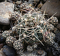 Нажмите на изображение для увеличения.

Название:	Gymnocalycium_andreae_RUS-22.jpg
Просмотров:	138
Размер:	194.2 Кб
ID:	331904