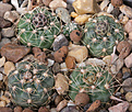 Нажмите на изображение для увеличения.

Название:	Gymnocalycium_andreae_VG274_Co_de_los_Linderos.jpg
Просмотров:	136
Размер:	227.1 Кб
ID:	331905