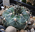 Нажмите на изображение для увеличения.

Название:	Gymnocalycium_andreae_VG274+.jpg
Просмотров:	147
Размер:	184.4 Кб
ID:	331906