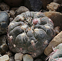 Нажмите на изображение для увеличения.

Название:	Gymnocalycium_.nataliae_VG-1063_San_Isidro.jpg
Просмотров:	627
Размер:	179.1 Кб
ID:	331912