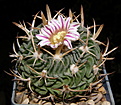 Нажмите на изображение для увеличения.

Название:	Stenocactus_grandicornis_099_3.JPG
Просмотров:	146
Размер:	166.7 Кб
ID:	331933