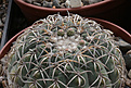 Нажмите на изображение для увеличения.

Название:	Gymnocalycium_spegazzinii_VG1217_Lampacito_Cat._2739m.jpg
Просмотров:	201
Размер:	207.3 Кб
ID:	331947