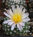 Нажмите на изображение для увеличения.

Название:	Pediocactus_knowltonii_SB304.jpg
Просмотров:	127
Размер:	226.9 Кб
ID:	331948
