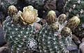 Нажмите на изображение для увеличения.

Название:	Pediocactus_despanii_SB989+_.jpg
Просмотров:	142
Размер:	240.3 Кб
ID:	331949
