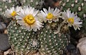 Нажмите на изображение для увеличения.

Название:	Pediocactus_despanii_SB989+.jpg
Просмотров:	142
Размер:	236.7 Кб
ID:	331951