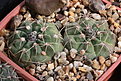 Нажмите на изображение для увеличения.

Название:	Gymnocalycium_sanguiniflorum_STO135.jpg
Просмотров:	195
Размер:	214.2 Кб
ID:	331953