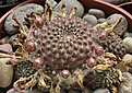Нажмите на изображение для увеличения.

Название:	Rebutia_heliosa_v.condorensis_RH276.jpg
Просмотров:	115
Размер:	192.1 Кб
ID:	331962