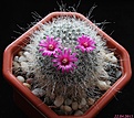 Нажмите на изображение для увеличения.

Название:	Mammillaria hahniana.jpg
Просмотров:	141
Размер:	225.3 Кб
ID:	331972