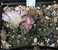 Нажмите на изображение для увеличения.

Название:	Gymnocalycium_bruchii_ssp.matznetteri_VG1172.jpg
Просмотров:	94
Размер:	205.0 Кб
ID:	331976