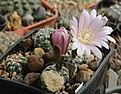 Нажмите на изображение для увеличения.

Название:	Gymnocalycium_bruchii_v.glaucum_VG471.jpg
Просмотров:	93
Размер:	186.8 Кб
ID:	331977