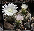 Нажмите на изображение для увеличения.

Название:	Gymnocalycium_bruchii_v.implexum_VG1161.jpg
Просмотров:	89
Размер:	177.1 Кб
ID:	331978